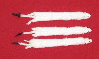 Picture of this lot Tanned Ermine / Weasel Hides, Furs, Pelts, Skins
