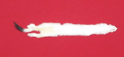 Picture of this lot Tanned Ermine / Weasel Hides, Furs, Pelts, Skins