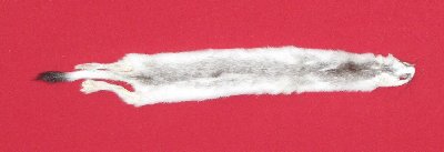 Picture of this lot Tanned Ermine / Weasel Hides, Furs, Pelts, Skins