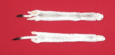 Picture of this lot Tanned Ermine / Weasel Hides, Furs, Pelts, Skins