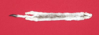 Picture of this lot Tanned Ermine / Weasel Hides, Furs, Pelts, Skins