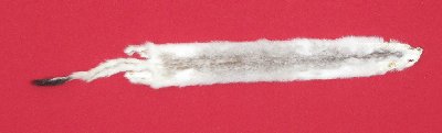 Picture of this lot Tanned Ermine / Weasel Hides, Furs, Pelts, Skins