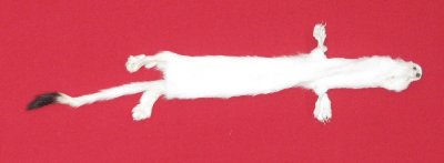 Picture of this lot Tanned Ermine / Weasel Hides, Furs, Pelts, Skins