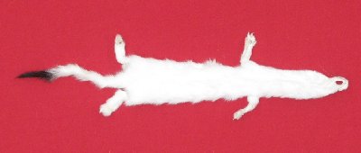 Picture of this lot Tanned Ermine / Weasel Hides, Furs, Pelts, Skins