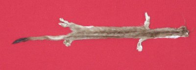 Picture of this lot Tanned Ermine / Weasel Hides, Furs, Pelts, Skins