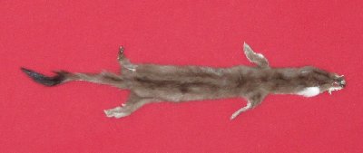 Picture of this lot Tanned Ermine / Weasel Hides, Furs, Pelts, Skins