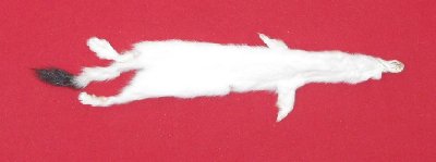 Picture of this lot Tanned Ermine / Weasel Hides, Furs, Pelts, Skins