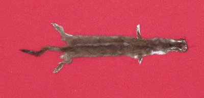 Picture of this lot Tanned Ermine / Weasel Hides, Furs, Pelts, Skins