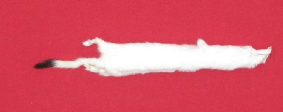 Picture of this lot Tanned Ermine / Weasel Hides, Furs, Pelts, Skins