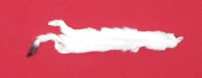 Picture of this lot Tanned Ermine / Weasel Hides, Furs, Pelts, Skins