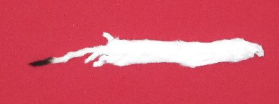 Picture of this lot Tanned Ermine / Weasel Hides, Furs, Pelts, Skins