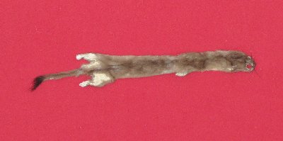 Picture of this lot Tanned Ermine / Weasel Hides, Furs, Pelts, Skins