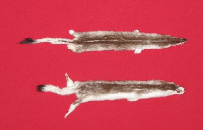 Picture of this lot Tanned Ermine / Weasel Hides, Furs, Pelts, Skins