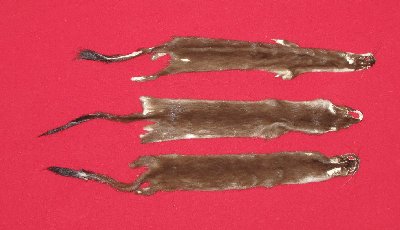 Picture of this lot Tanned Ermine / Weasel Hides, Furs, Pelts, Skins