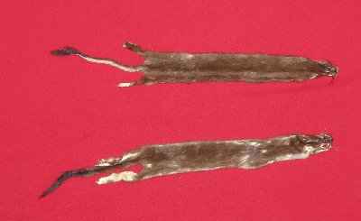 Picture of this lot Tanned Ermine / Weasel Hides, Furs, Pelts, Skins