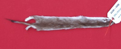 Picture of this lot Tanned Ermine / Weasel Hides, Furs, Pelts, Skins