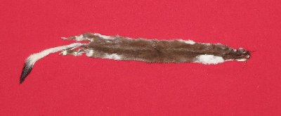 Picture of this lot Tanned Ermine / Weasel Hides, Furs, Pelts, Skins