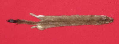 Picture of this lot Tanned Ermine / Weasel Hides, Furs, Pelts, Skins