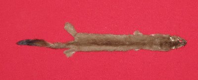 Picture of this lot Tanned Ermine / Weasel Hides, Furs, Pelts, Skins