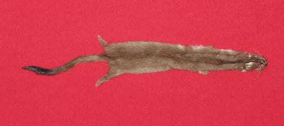 Picture of this lot Tanned Ermine / Weasel Hides, Furs, Pelts, Skins