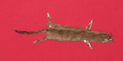 Picture of this lot Tanned Ermine / Weasel Hides, Furs, Pelts, Skins