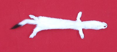 Picture of this lot Tanned Ermine / Weasel Hides, Furs, Pelts, Skins