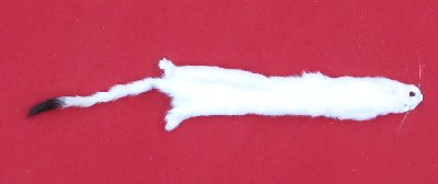 Picture of this lot Tanned Ermine / Weasel Hides, Furs, Pelts, Skins