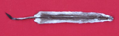 Picture of this lot Tanned Ermine / Weasel Hides, Furs, Pelts, Skins
