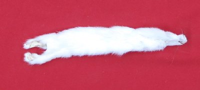 Picture of this lot Tanned Ermine / Weasel Hides, Furs, Pelts, Skins