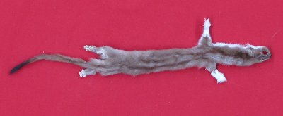 Picture of this lot Tanned Ermine / Weasel Hides, Furs, Pelts, Skins
