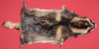 Picture of this lot Tanned Finn Raccoon / Tanuki Hides, Pelts, Skins