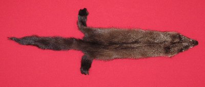 Picture of this lot Tanned Fisher Hides, Furs, Pelts, Skins