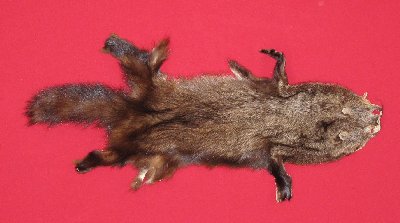Picture of this lot Tanned Fisher Hides, Furs, Pelts, Skins