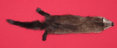 Picture of this lot Tanned Fisher Hides, Furs, Pelts, Skins