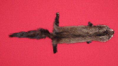 Picture of this lot Tanned Fisher Hides, Furs, Pelts, Skins
