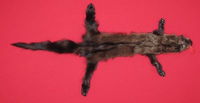 Picture of this lot Tanned Fisher Hides, Furs, Pelts, Skins