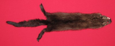 Picture of this lot Tanned Fisher Hides, Furs, Pelts, Skins