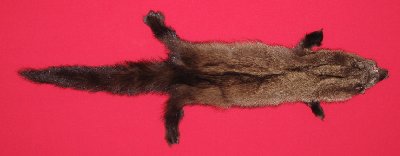 Picture of this lot Tanned Fisher Hides, Furs, Pelts, Skins