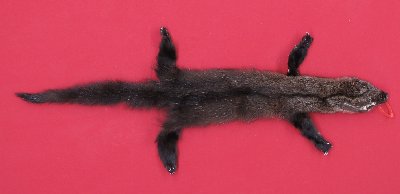 Picture of this lot Tanned Fisher Hides, Furs, Pelts, Skins