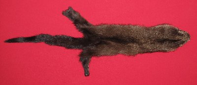 Picture of this lot Tanned Fisher Hides, Furs, Pelts, Skins