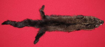Picture of this lot Tanned Fisher Hides, Furs, Pelts, Skins