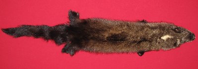 Picture of this lot Tanned Fisher Hides, Furs, Pelts, Skins