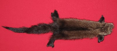 Picture of this lot Tanned Fisher Hides, Furs, Pelts, Skins