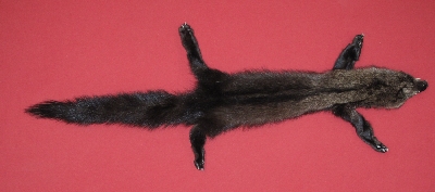 fur Soft Tanned Fisher Pelt hunting craft Fish#slight40" decor 