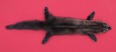 Picture of this lot Tanned Taxidermy Fisher Hides, Furs, Pelts, Skins