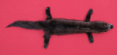 Picture of this lot Tanned Taxidermy Fisher Hides, Furs, Pelts, Skins