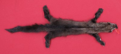 Picture of this lot Tanned Taxidermy Fisher Hides, Furs, Pelts, Skins