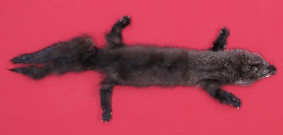 Picture of this lot Tanned Taxidermy Fisher Hides, Furs, Pelts, Skins