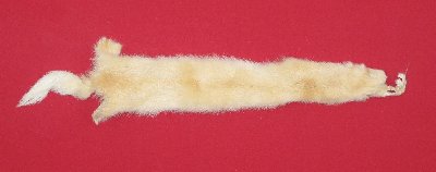 Picture of this lot Tanned Furs - Fitch