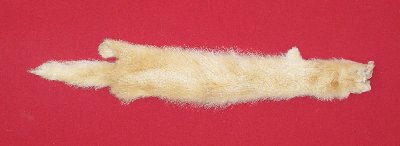 Picture of this lot Tanned Furs - Fitch
